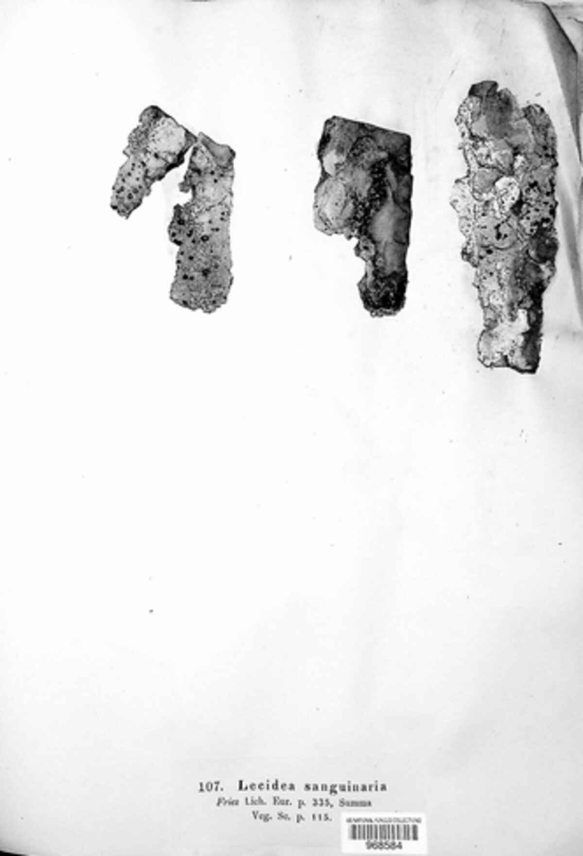 Mycoblastus sanguinarius image